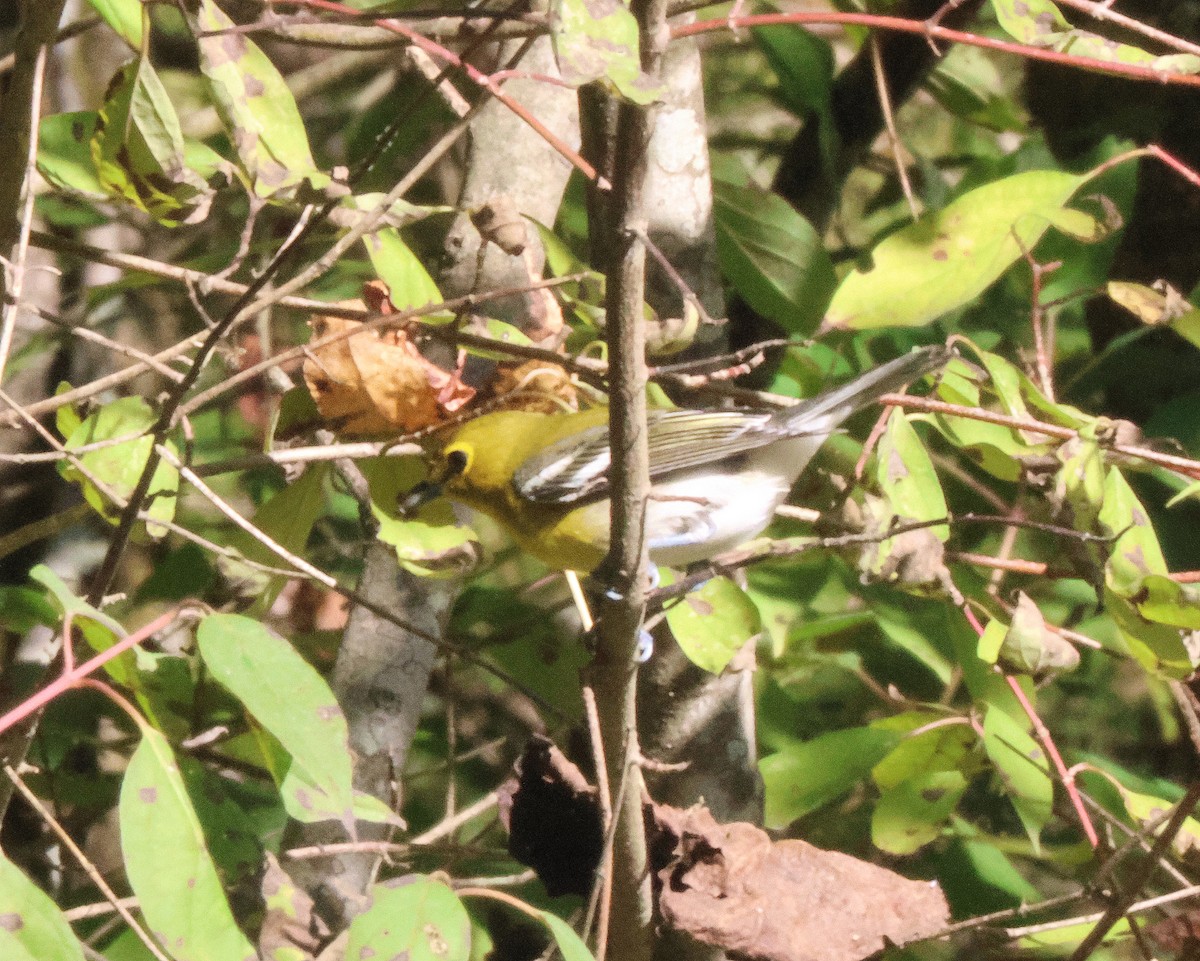 Yellow-throated Vireo - ML643702223