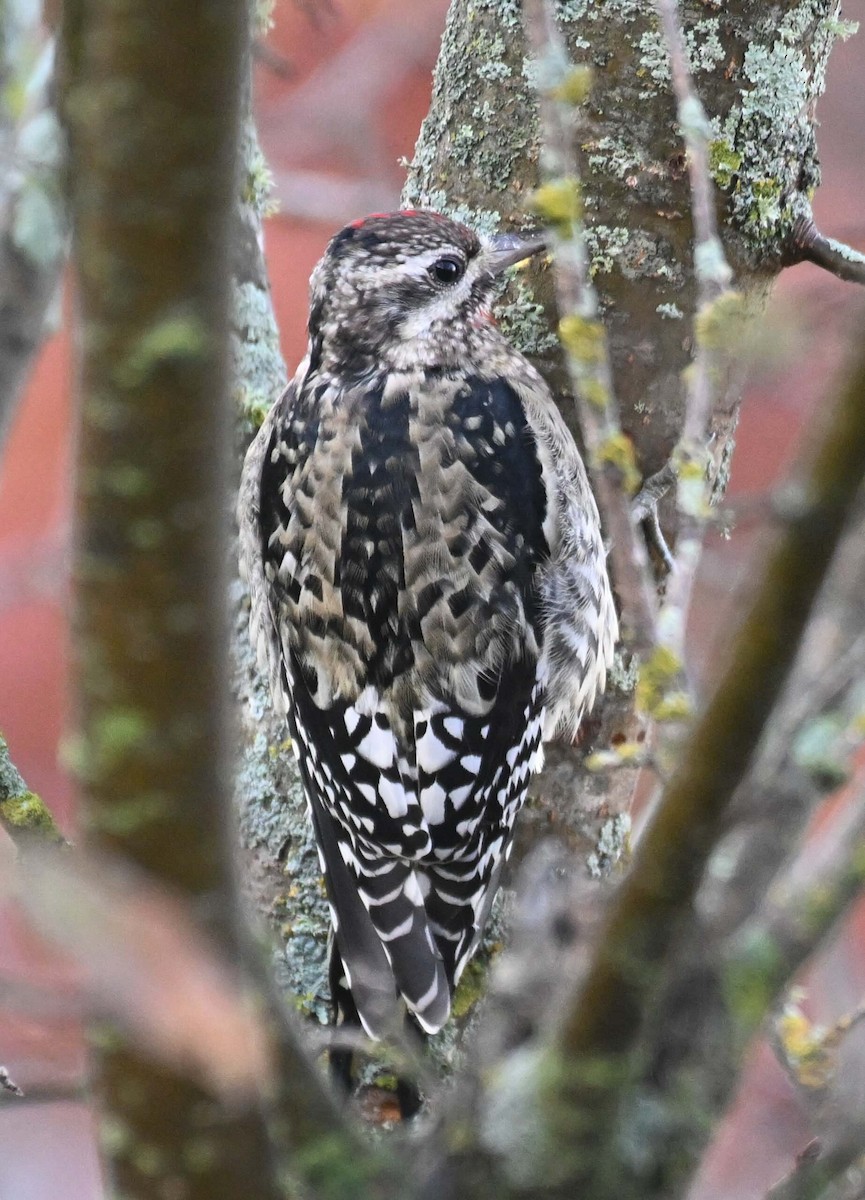 Yellow-bellied Sapsucker - ML643702225