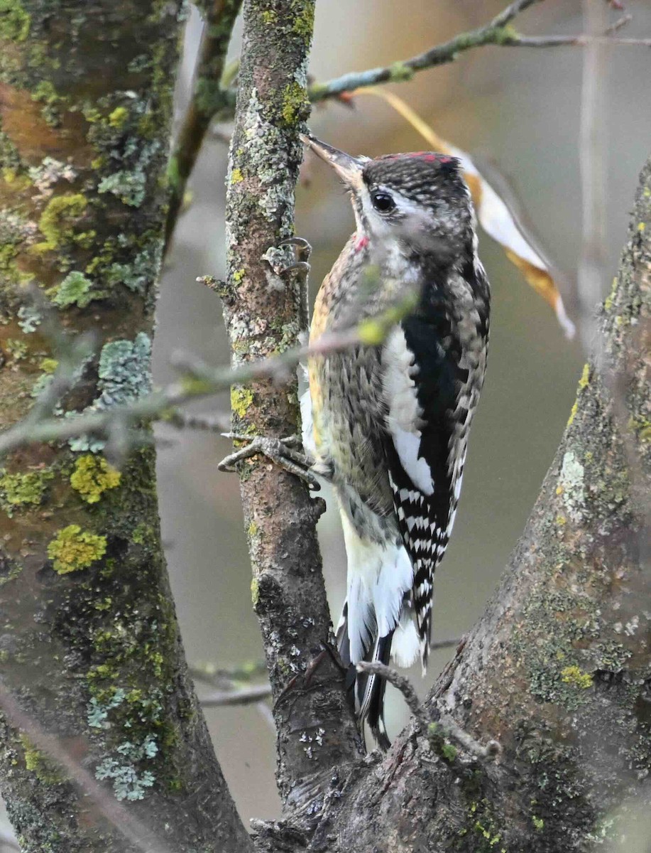 Yellow-bellied Sapsucker - ML643702226