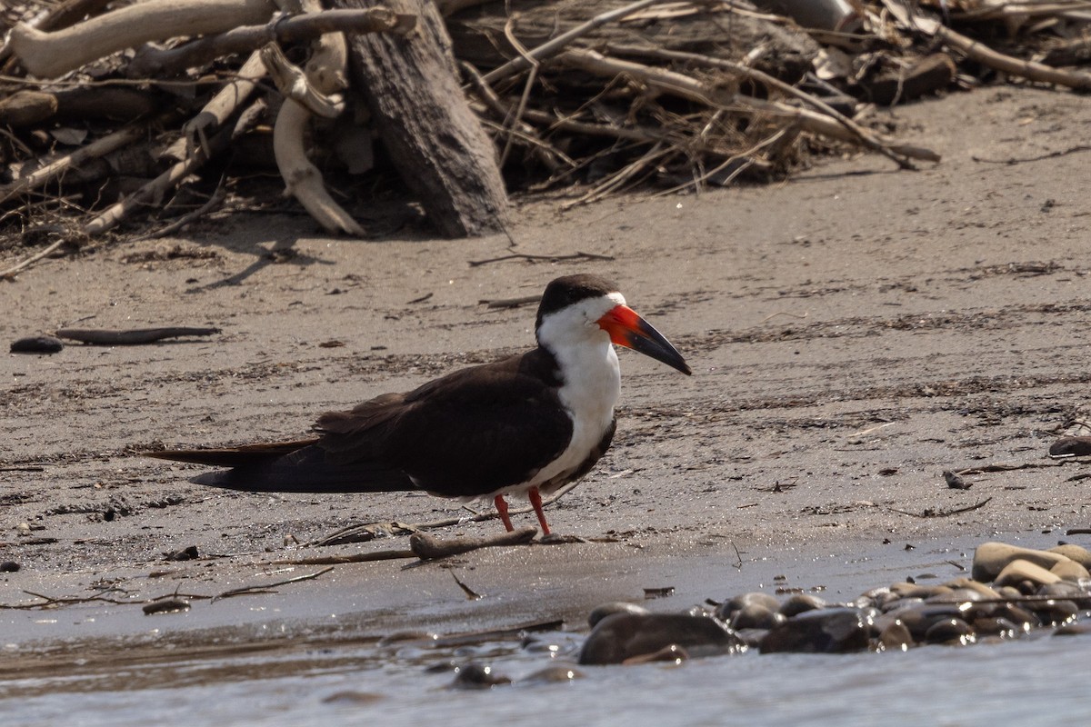 Black Skimmer - ML643702229