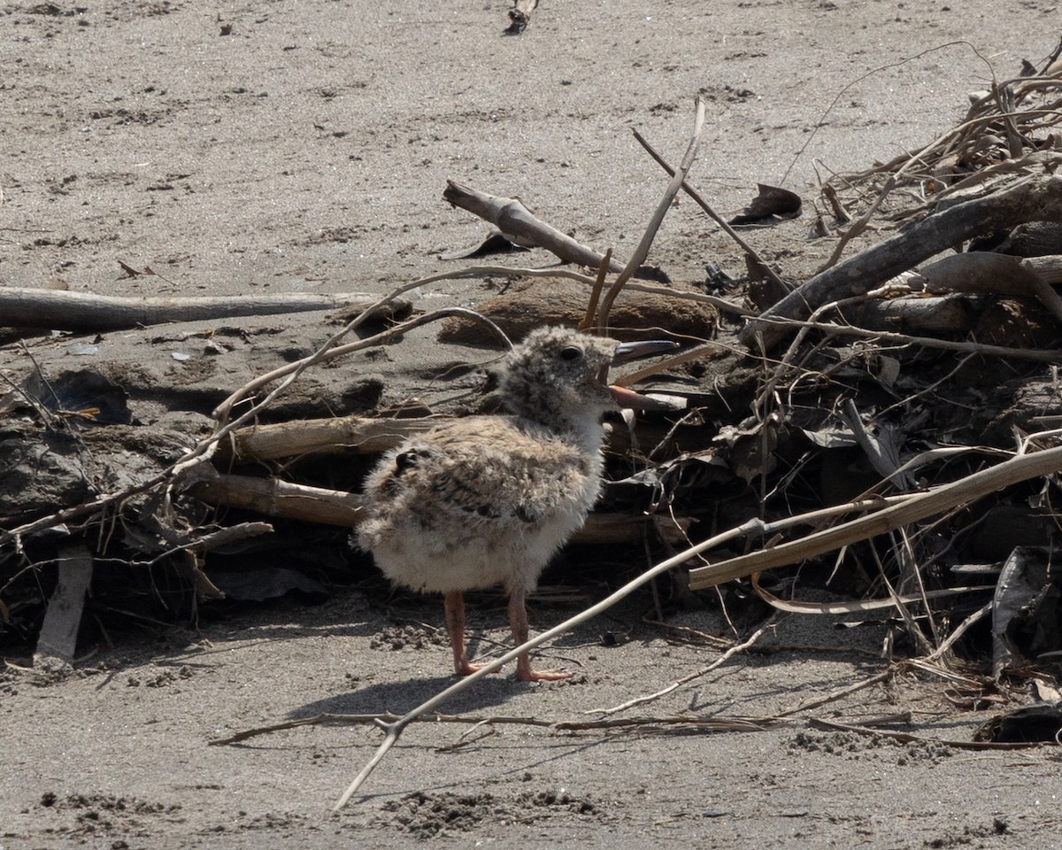 Black Skimmer - ML643702230