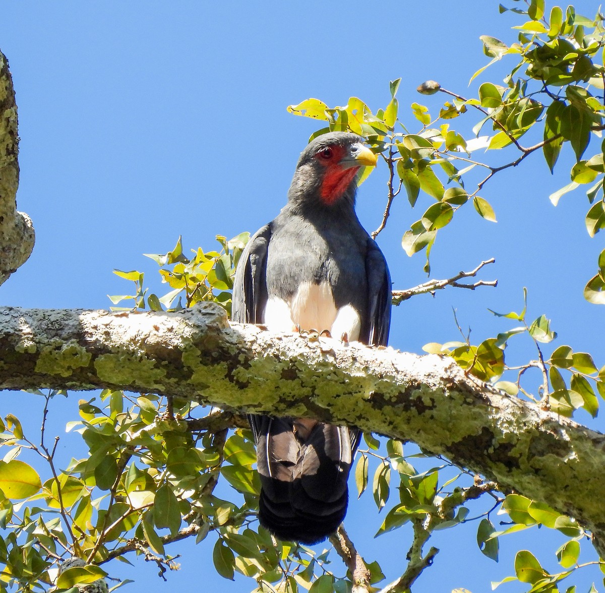 Red-throated Caracara - ML643702236