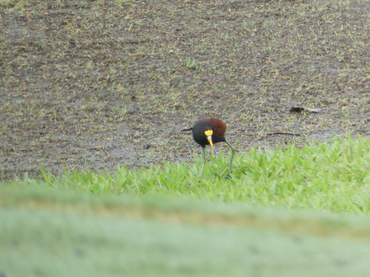 Northern Jacana - ML643702256