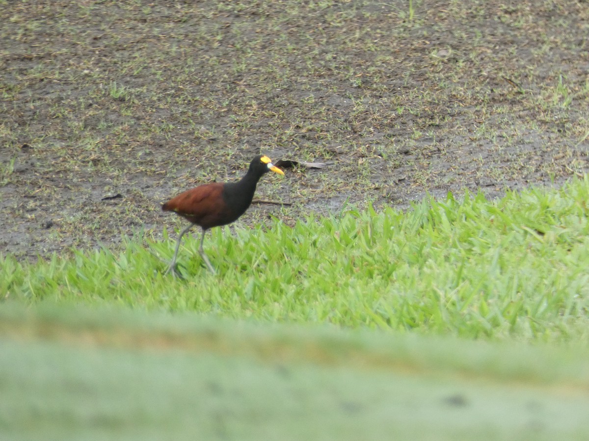 Northern Jacana - ML643702257