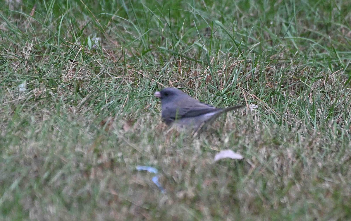 Dark-eyed Junco - ML643702260