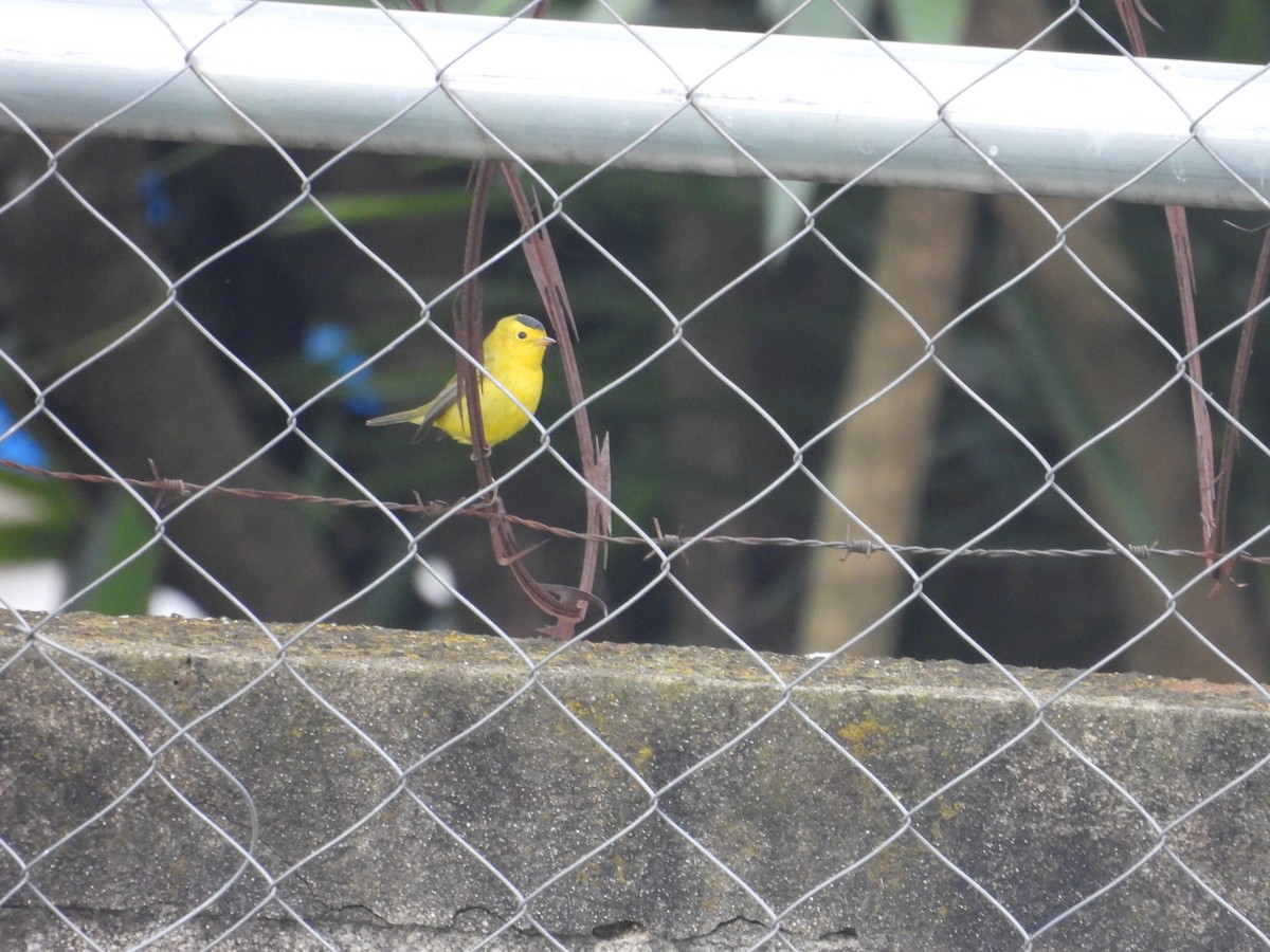 kalottparula - ML643702270