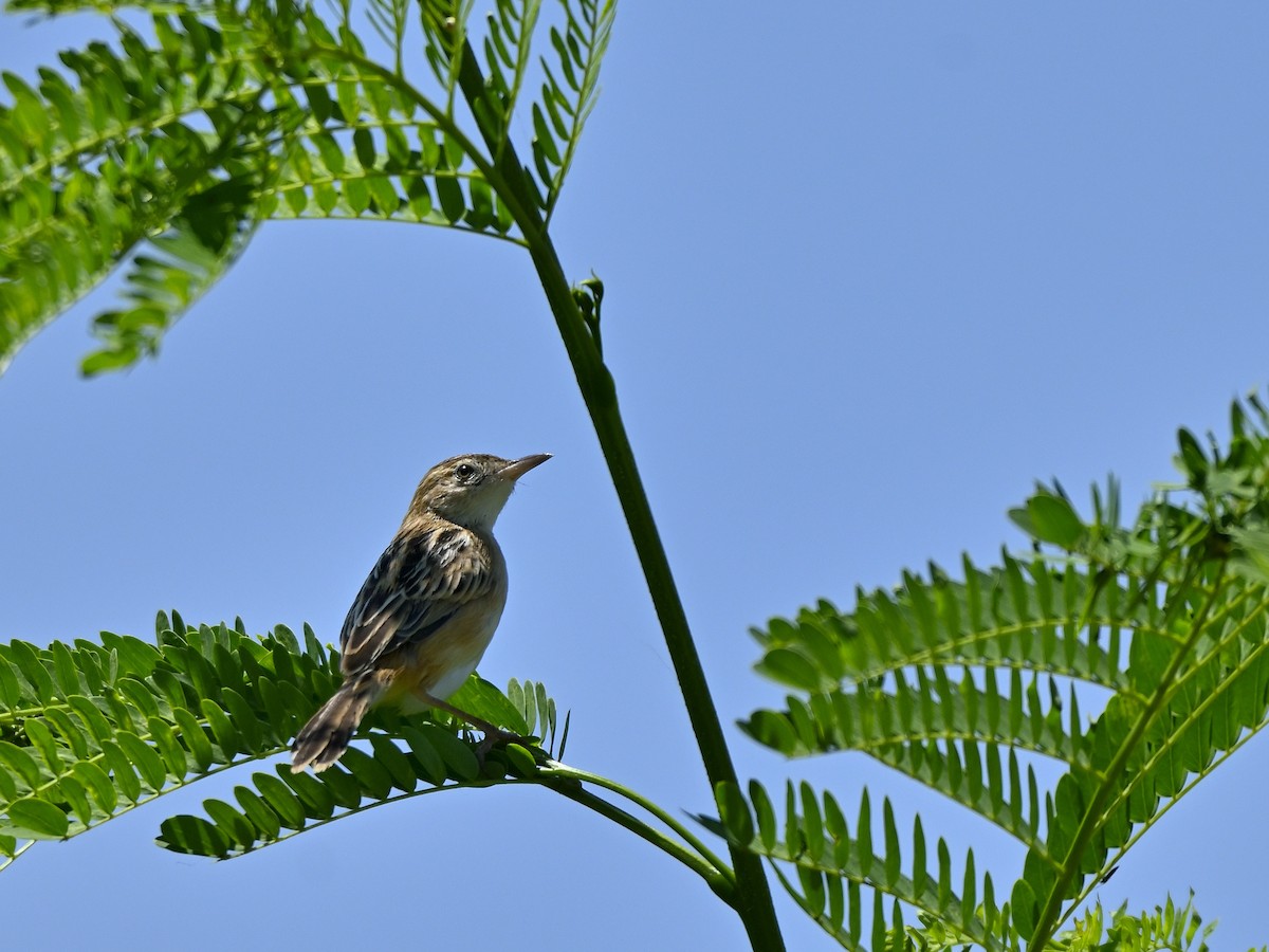 Zitting Cisticola - ML643702290