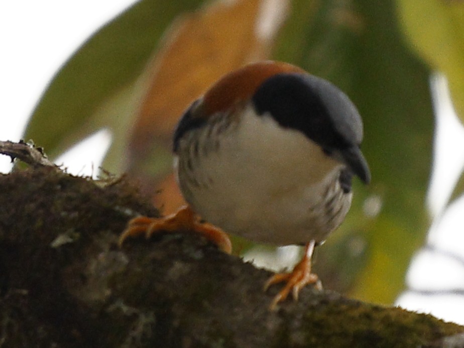 Himalaya Kutyası - ML643702295