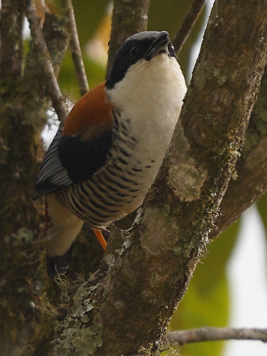 Himalaya Kutyası - ML643702296