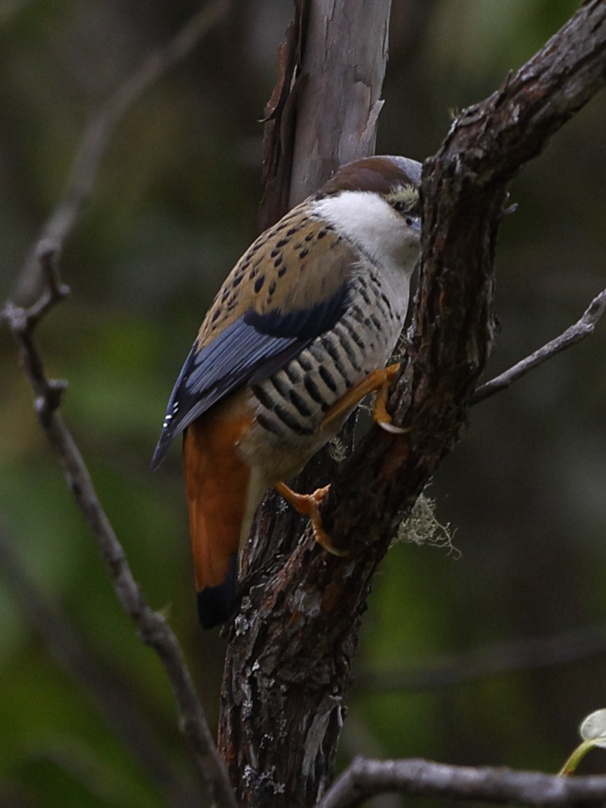 Himalaya Kutyası - ML643702297