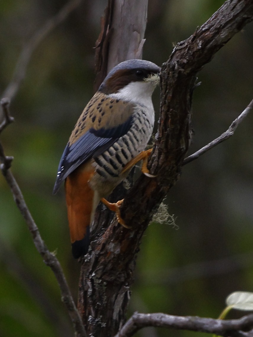 Himalaya Kutyası - ML643702298