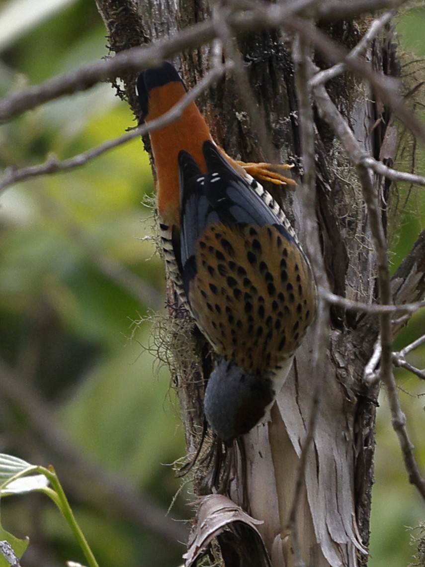 Himalaya Kutyası - ML643702299