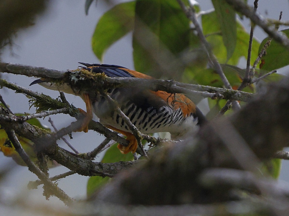 Himalaya Kutyası - ML643702300