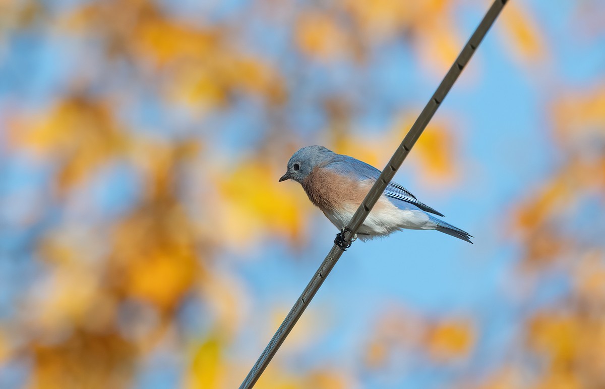Eastern Bluebird - ML643702317