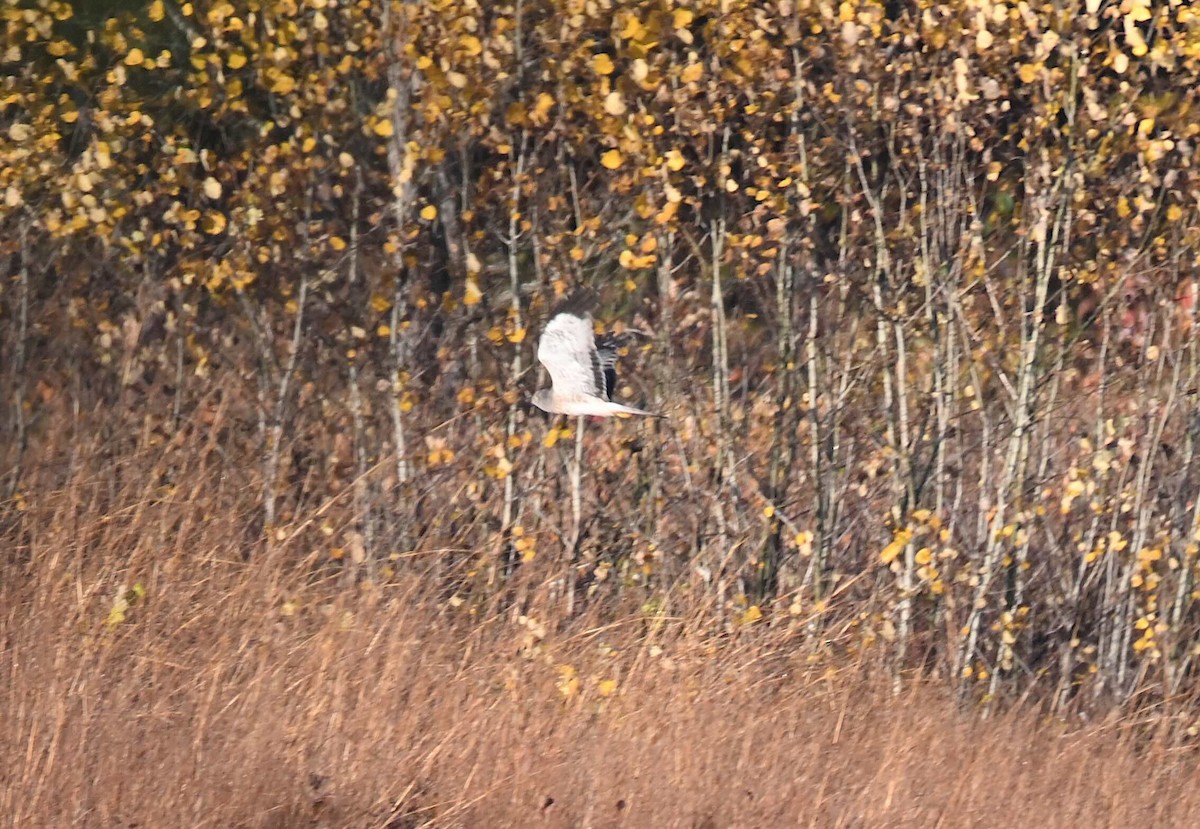 Northern Harrier - ML643702320