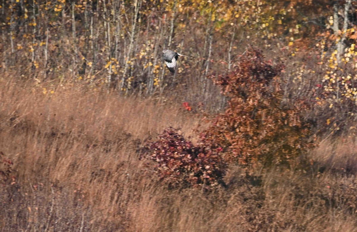 Northern Harrier - ML643702321