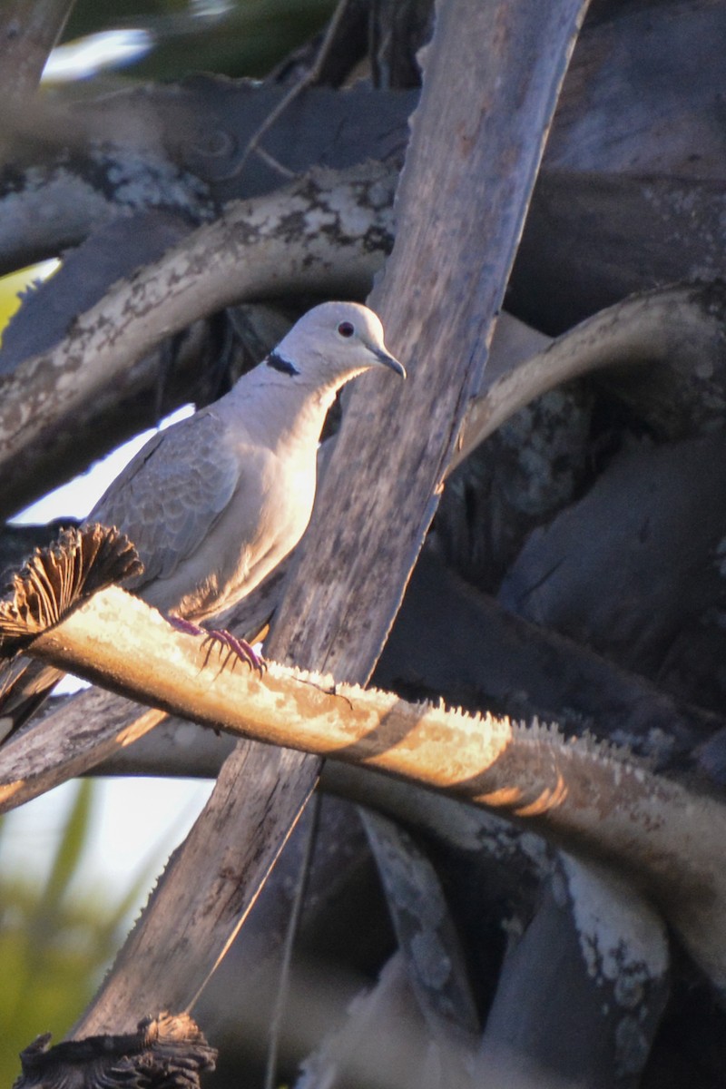 Eurasian Collared-Dove - ML643702324
