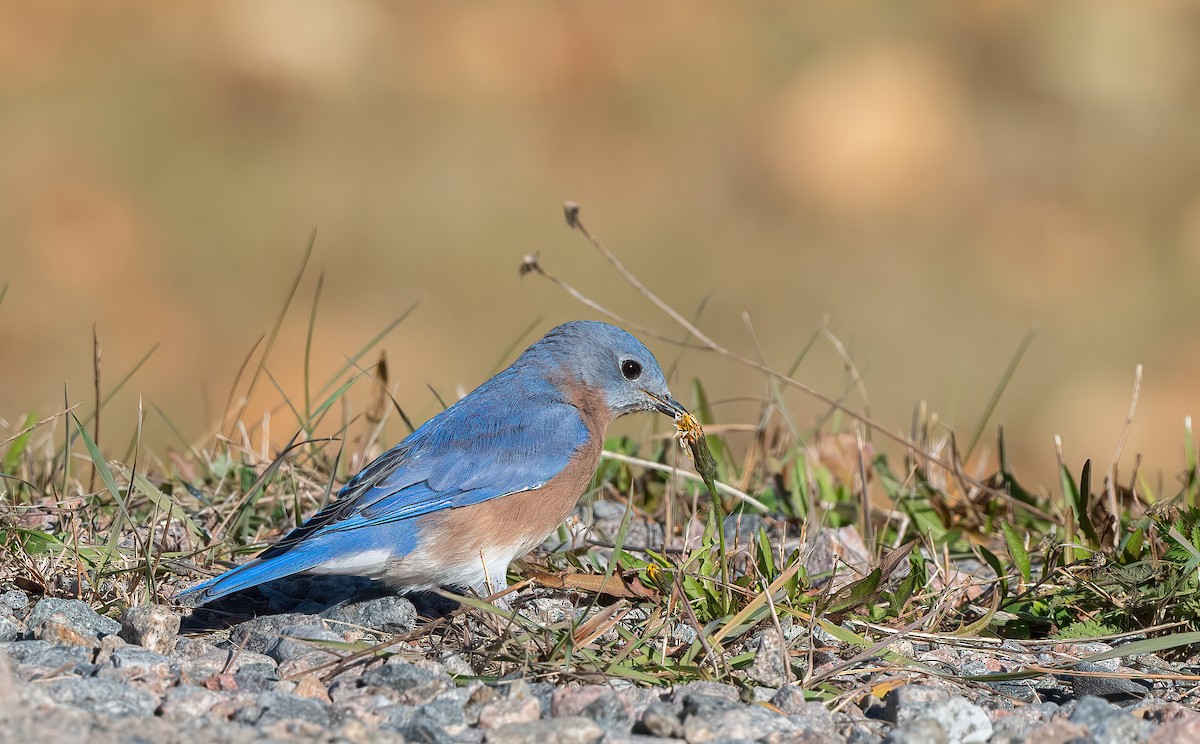 Eastern Bluebird - ML643702329
