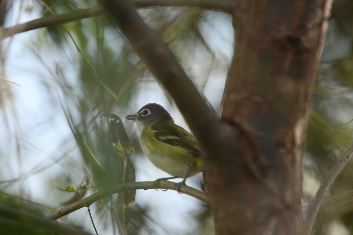 Blue-headed Vireo - ML643702340