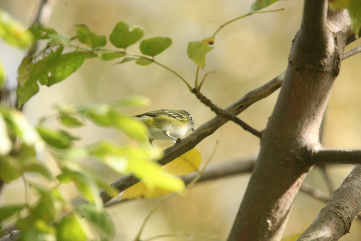 Blue-headed Vireo - ML643702341