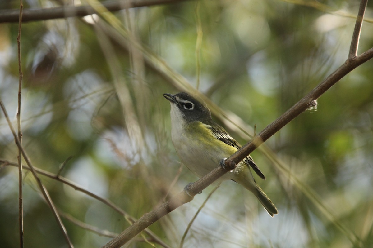 Blue-headed Vireo - ML643702342