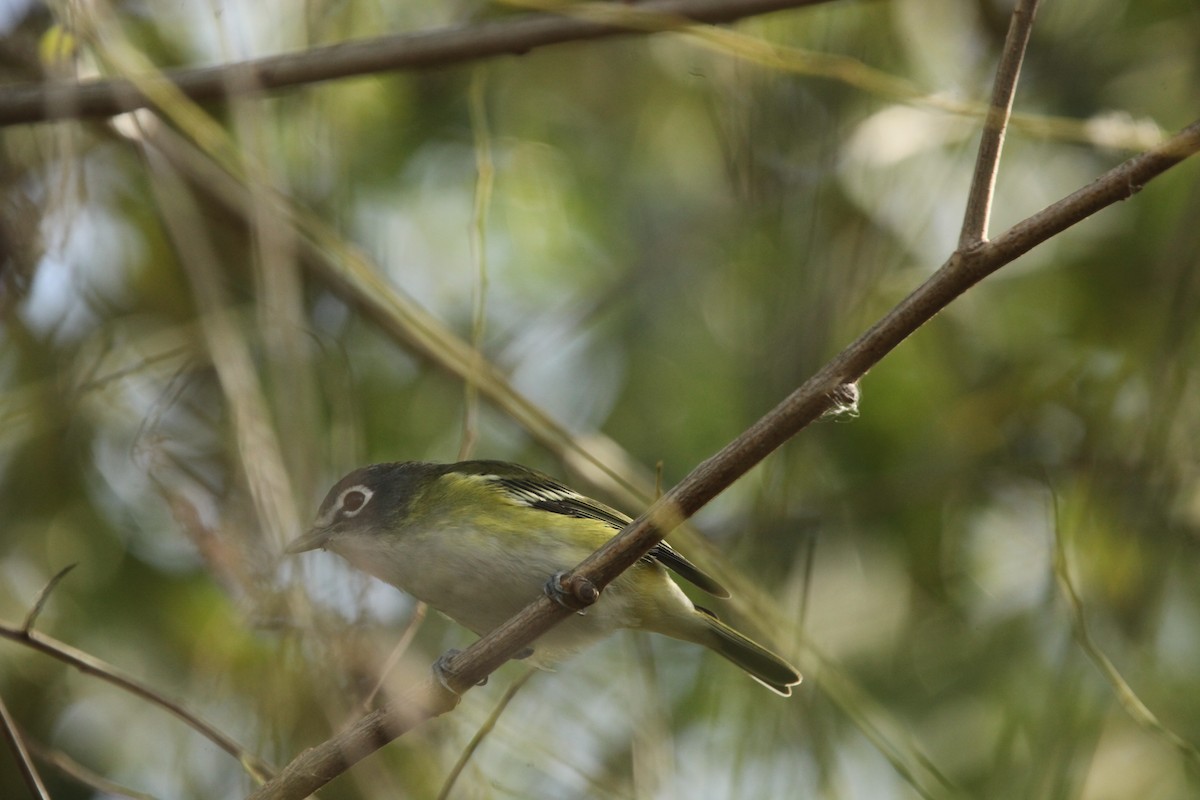 Blue-headed Vireo - ML643702343