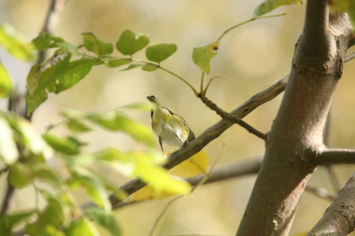 Blue-headed Vireo - ML643702344