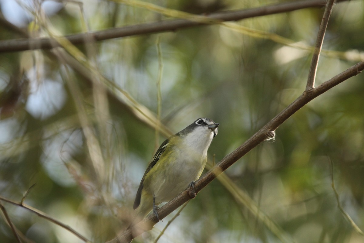 Blue-headed Vireo - ML643702345
