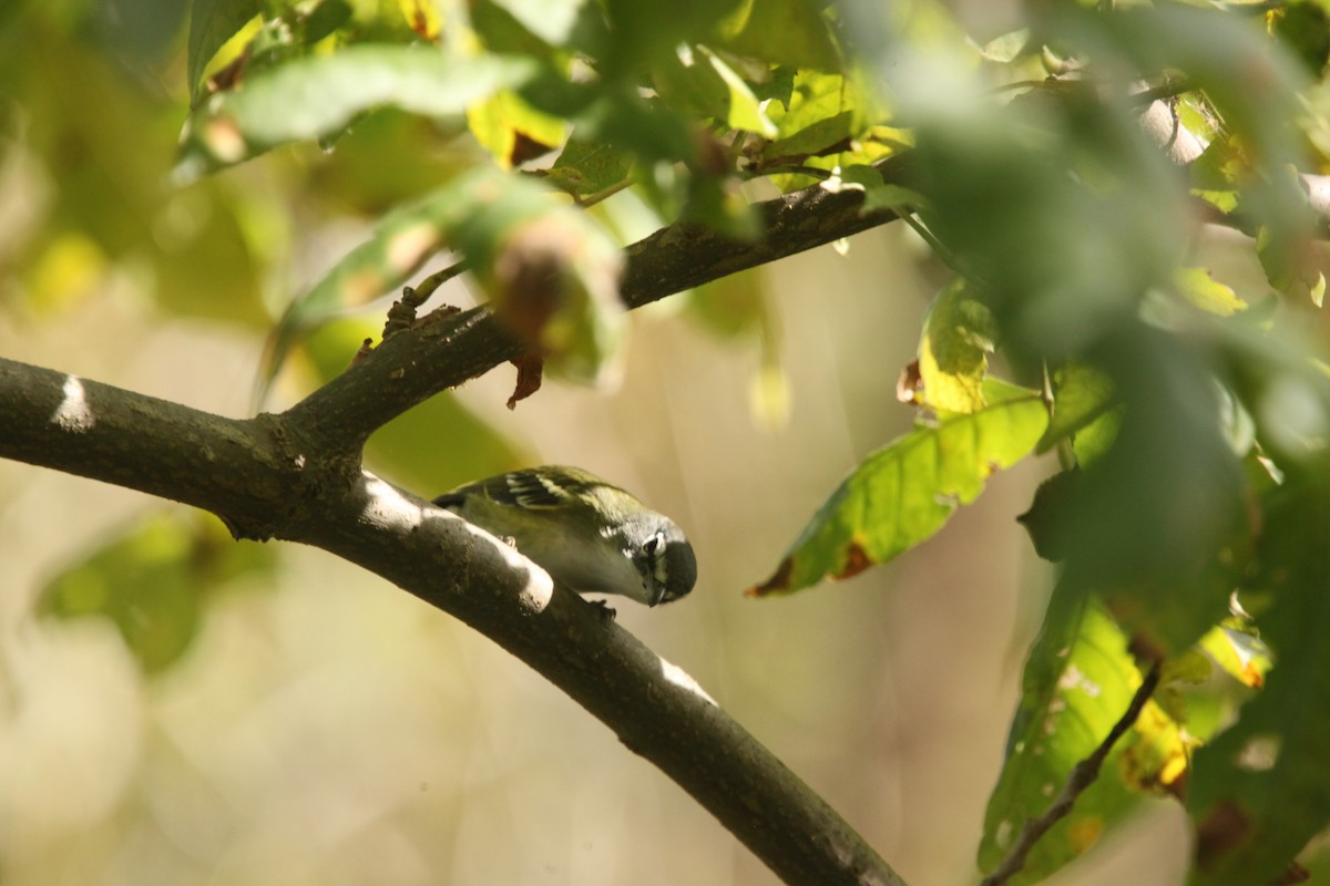 Blue-headed Vireo - ML643702347