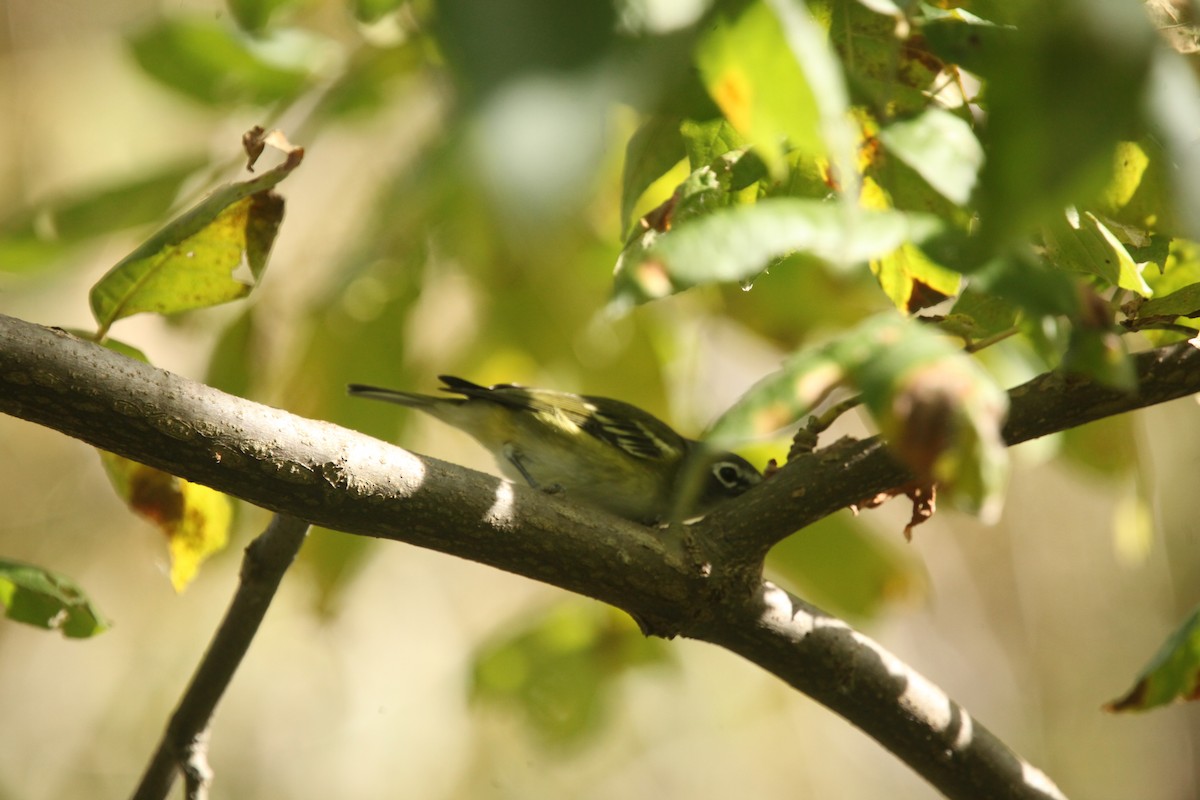 Blue-headed Vireo - ML643702348