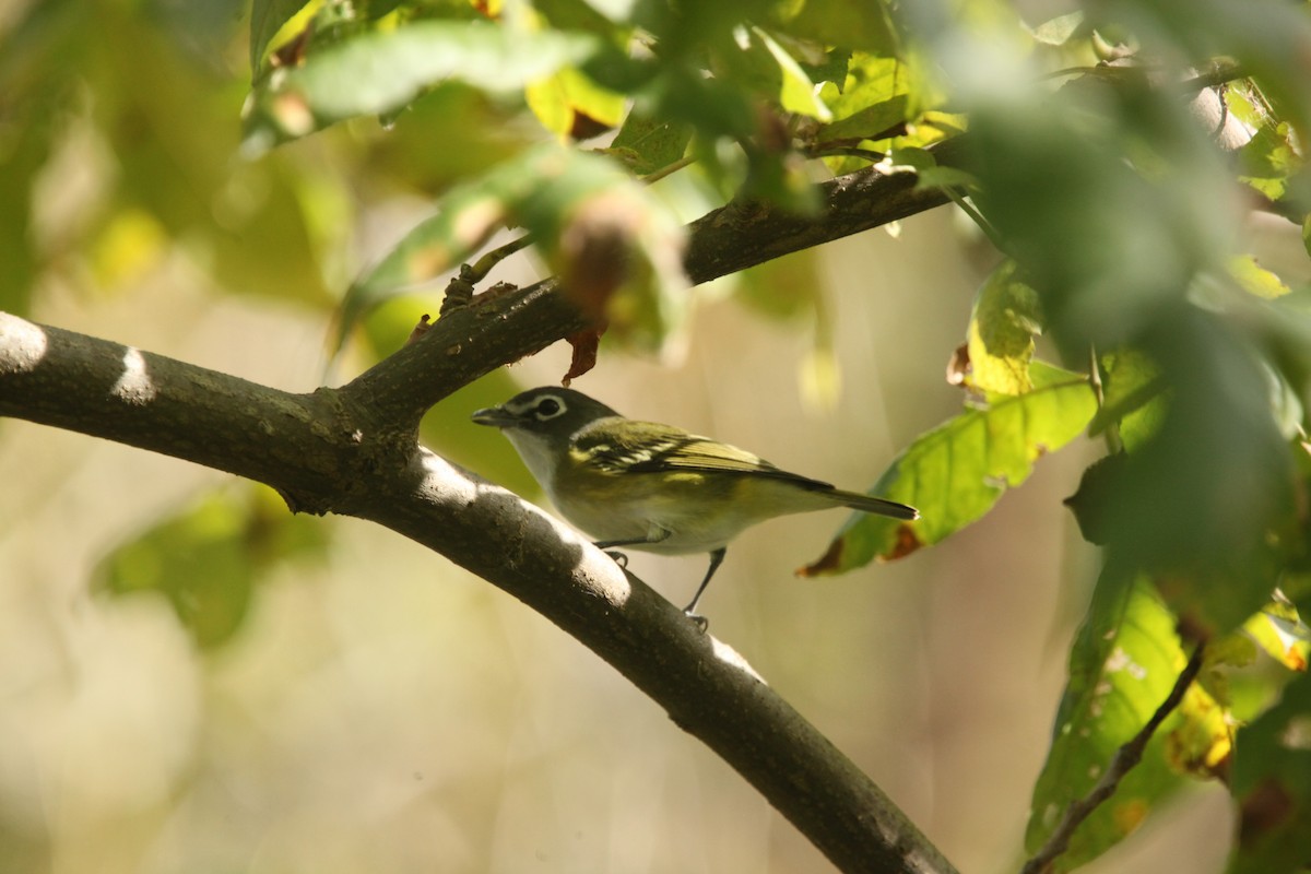 Blue-headed Vireo - ML643702349