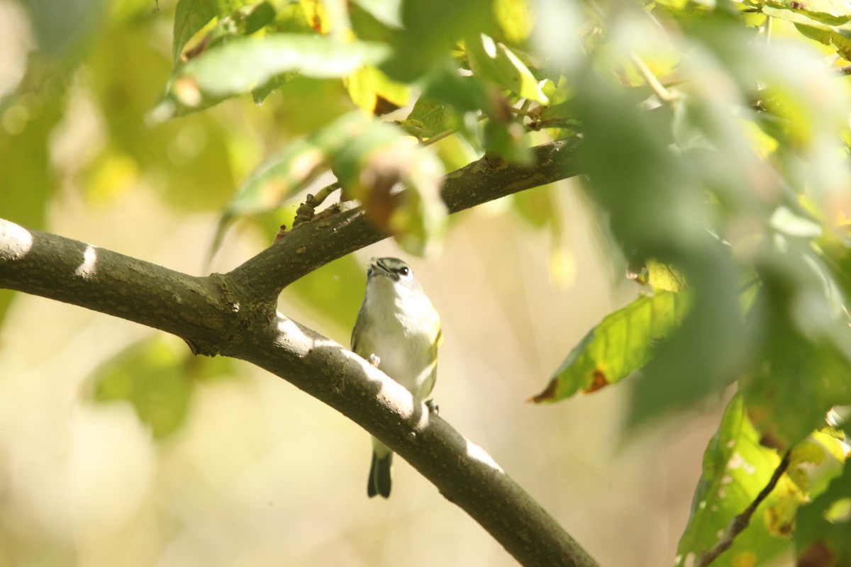 Blue-headed Vireo - ML643702350
