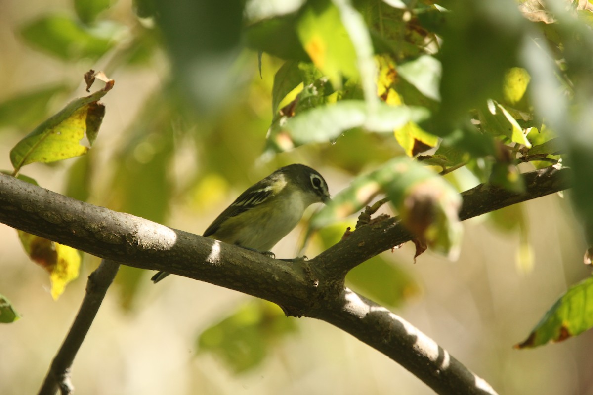 Blue-headed Vireo - ML643702351