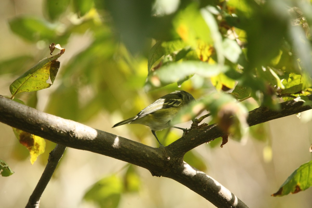 Blue-headed Vireo - ML643702352