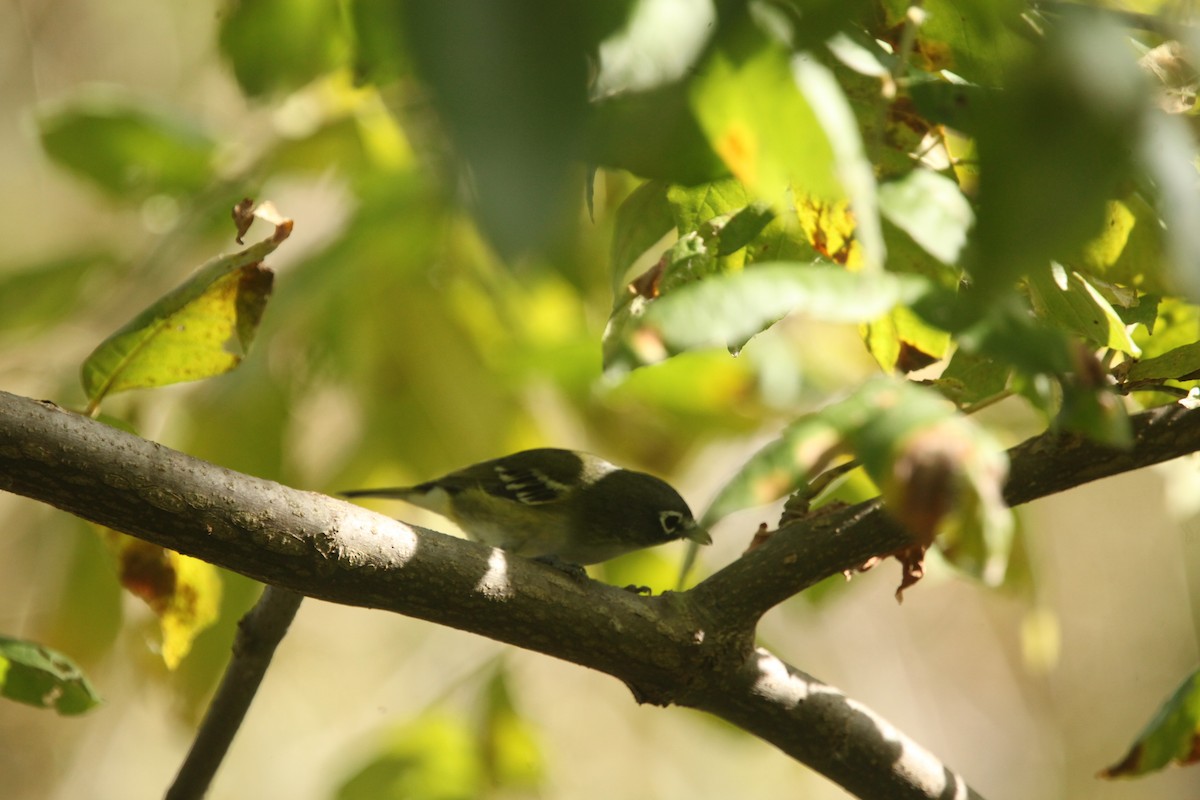 Blue-headed Vireo - ML643702353