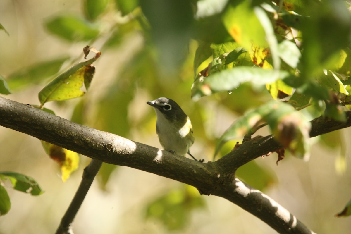 Blue-headed Vireo - ML643702354