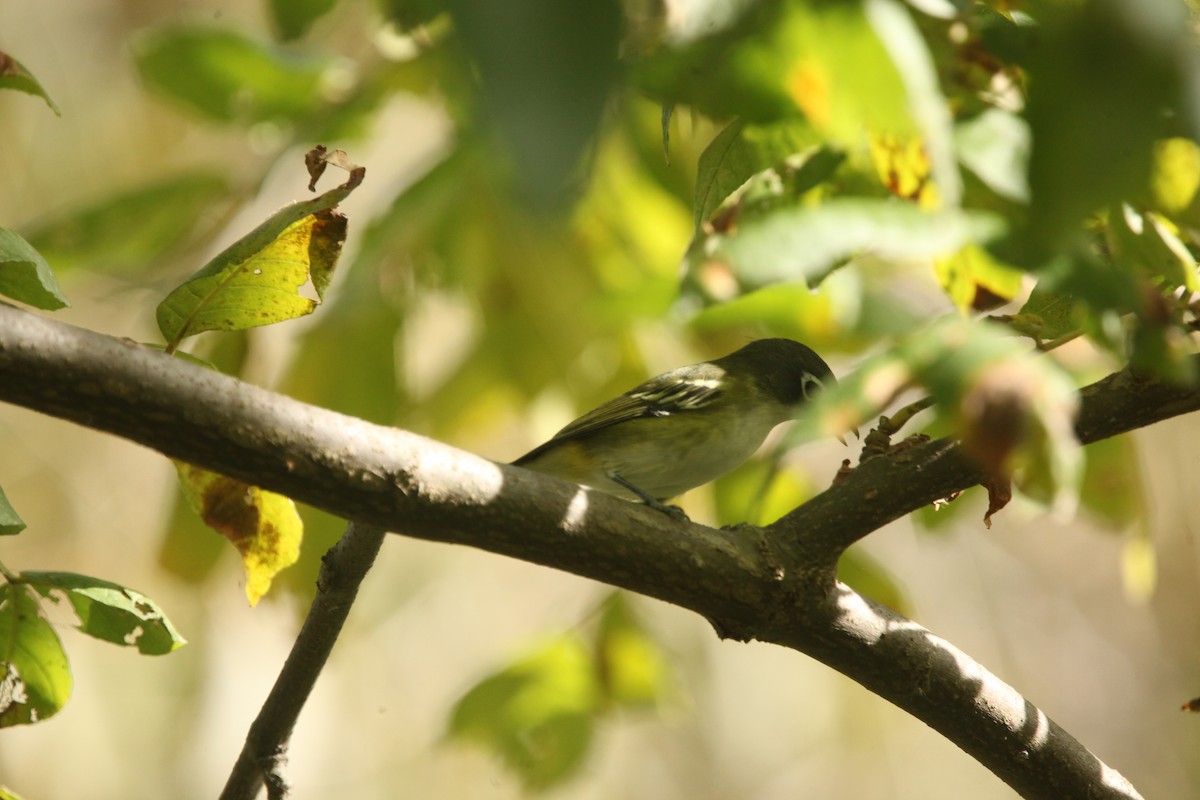 Blue-headed Vireo - ML643702355