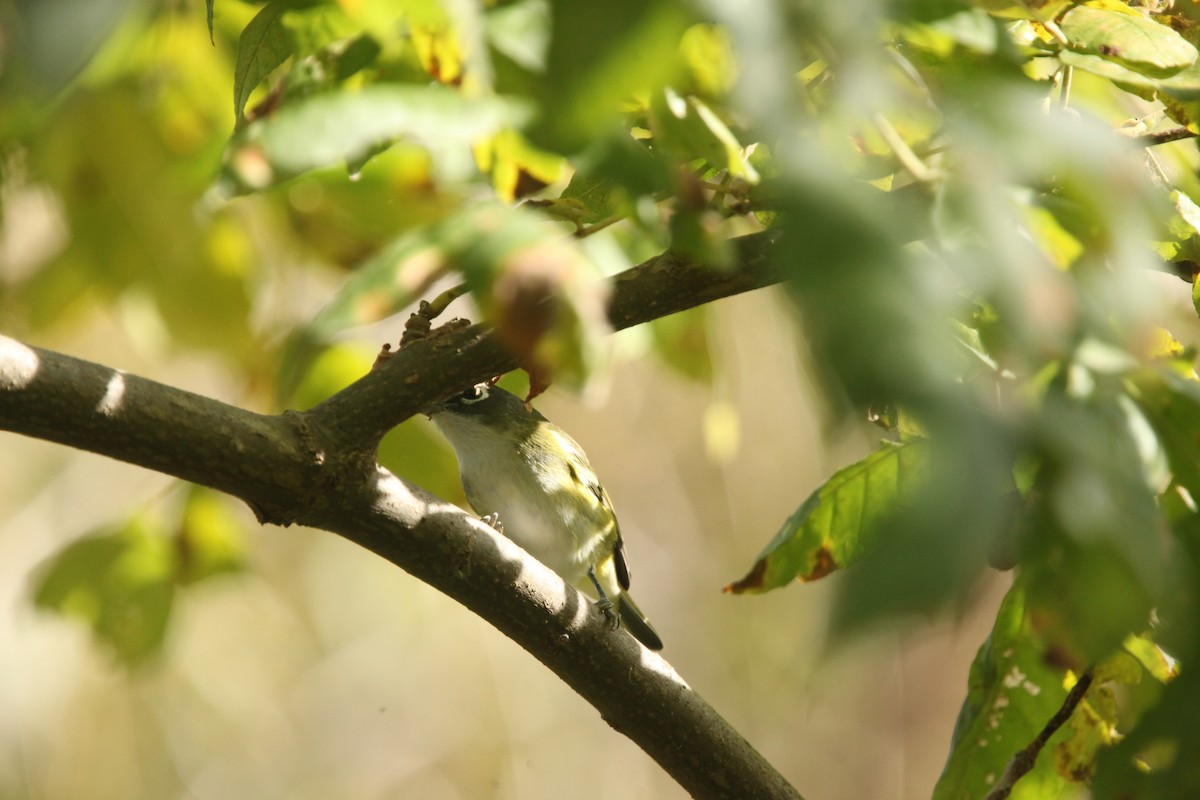 Blue-headed Vireo - ML643702356