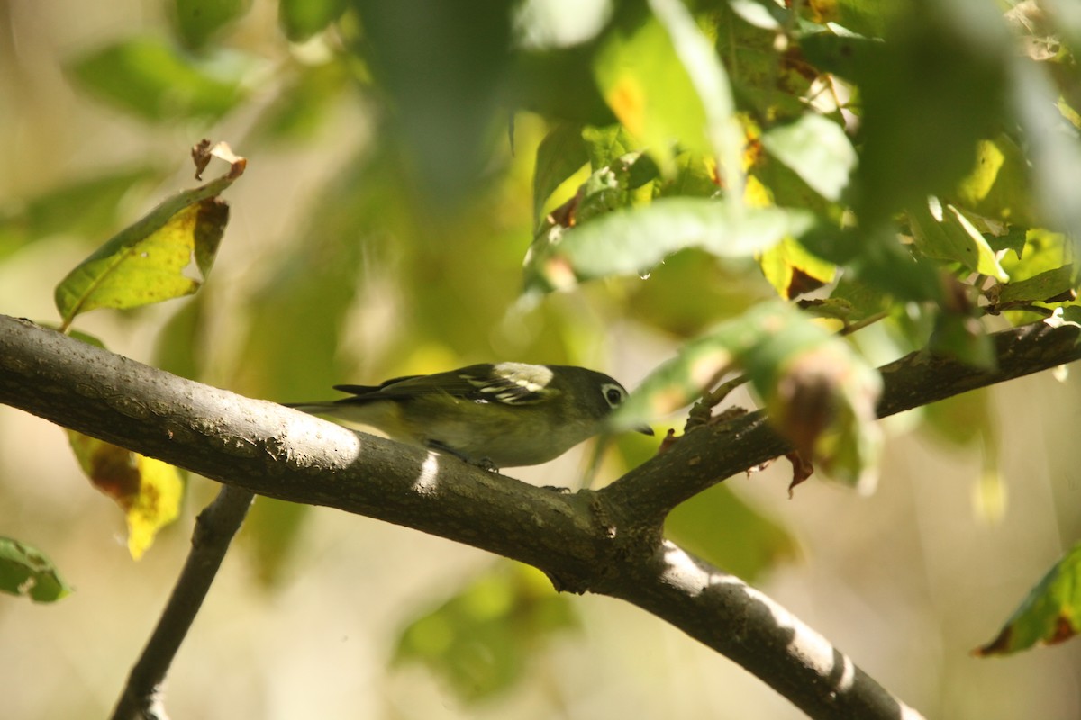 Blue-headed Vireo - ML643702357