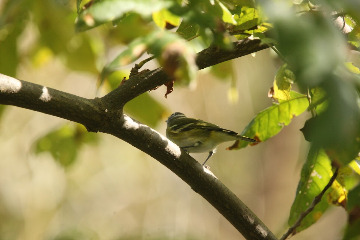 Blue-headed Vireo - ML643702358