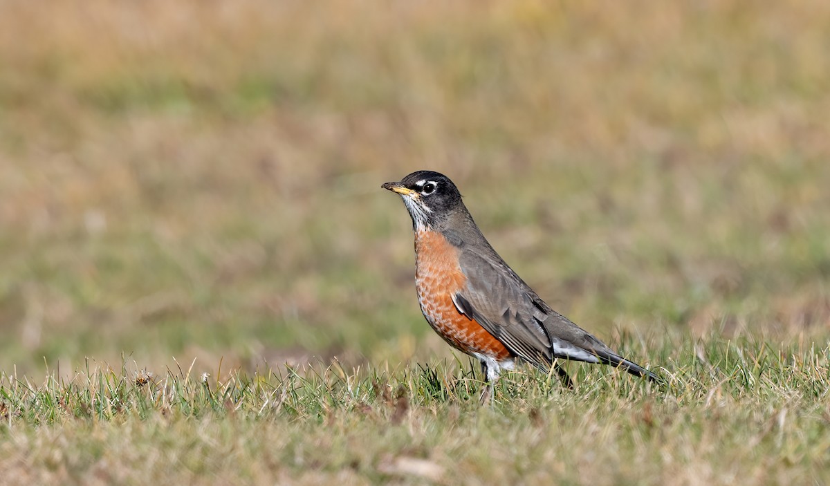 American Robin - ML643702365