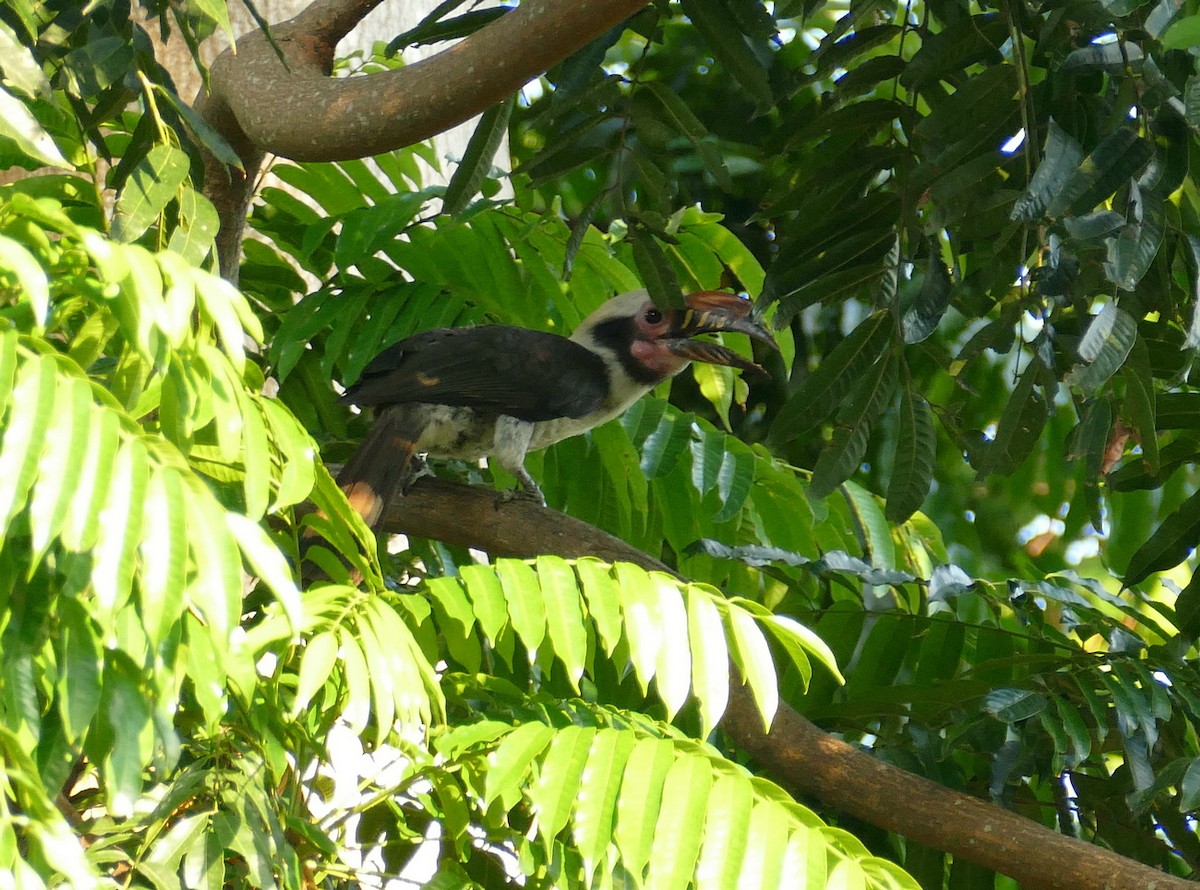 Luzon Hornbill - ML643702368