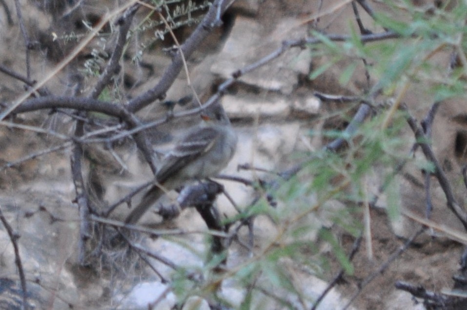 Greater Pewee - ML643702374
