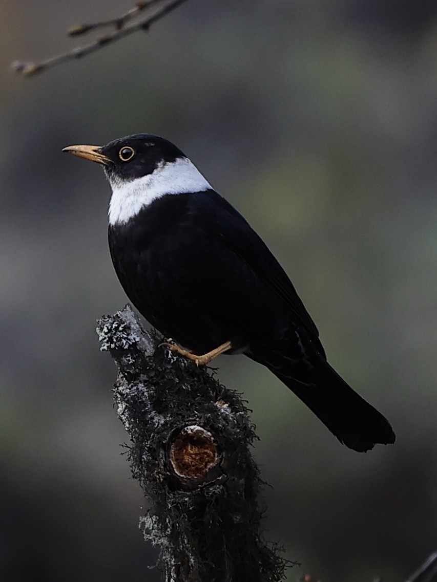 White-collared Blackbird - ML643702375