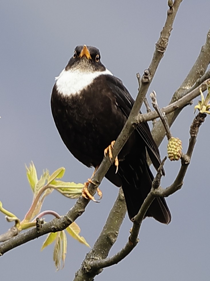 White-collared Blackbird - ML643702378