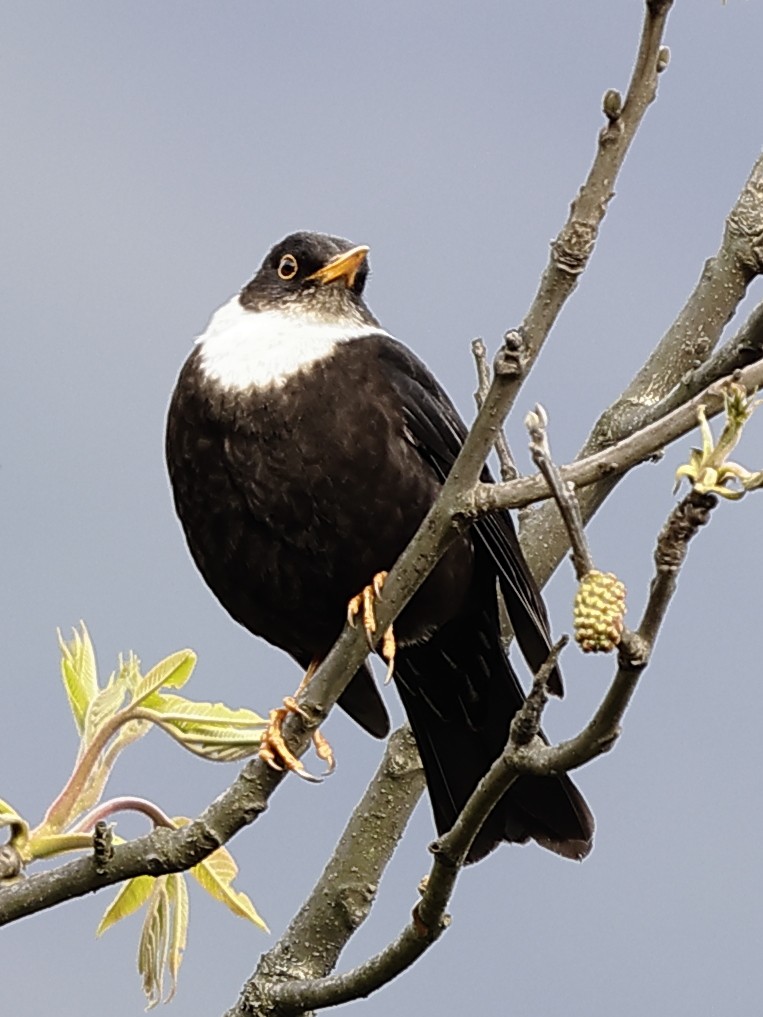 White-collared Blackbird - ML643702379