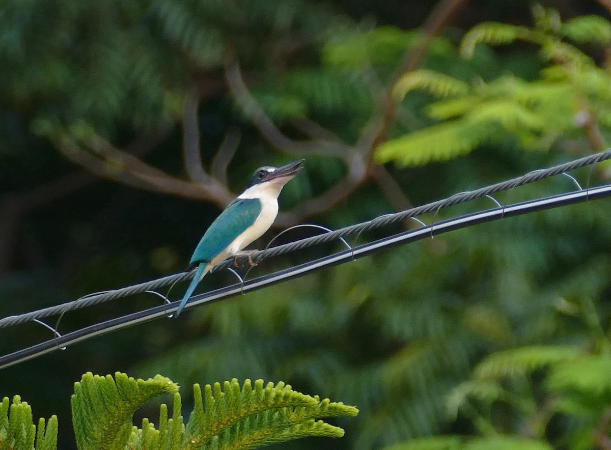 Collared Kingfisher - ML643702389