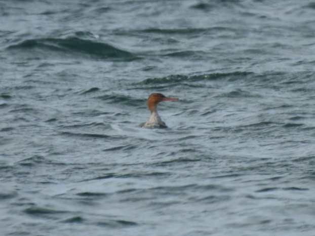 Red-breasted Merganser - ML643702390