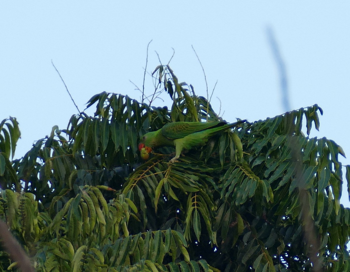 Blue-naped Parrot - ML643702401