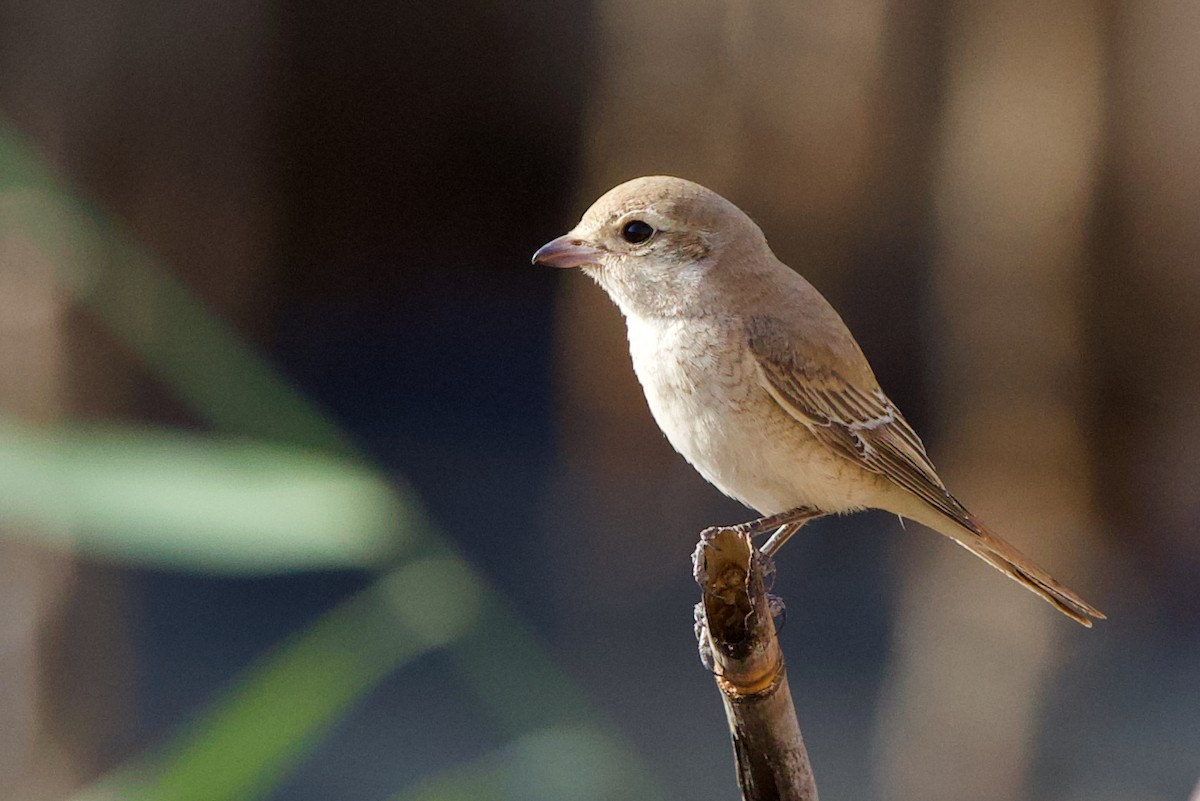 Isabelline Shrike - ML643702404
